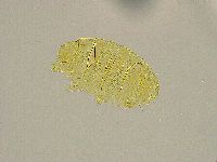 Pseudechiniscus ramazzottii image