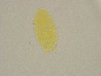 Pseudechiniscus ramazzottii image