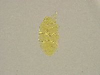 Pseudechiniscus ramazzottii image