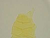 Pseudechiniscus ramazzottii facettalis image