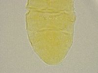 Pseudechiniscus ramazzottii image