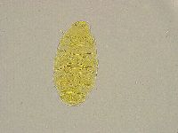 Pseudechiniscus ramazzottii image
