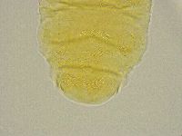 Pseudechiniscus ramazzottii image