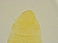 Pseudechiniscus ramazzottii image
