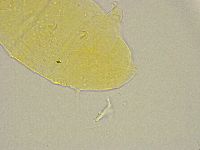 Pseudechiniscus ramazzottii image