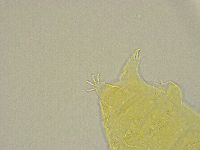 Pseudechiniscus ramazzottii image