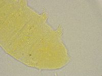 Pseudechiniscus ramazzottii image