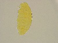 Pseudechiniscus ramazzottii image