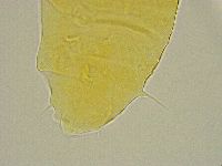 Pseudechiniscus ramazzottii image
