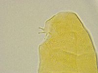 Pseudechiniscus ramazzottii image