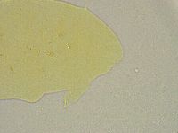 Pseudechiniscus ramazzottii image