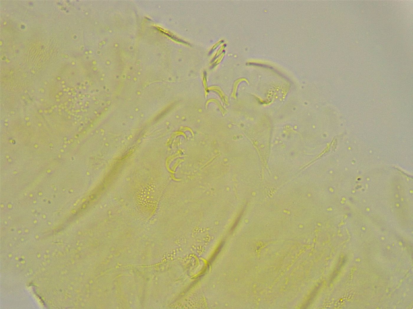 Pseudechiniscus ramazzottii image
