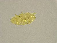 Pseudechiniscus ramazzottii image