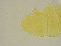 Pseudechiniscus ramazzottii image