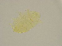 Pseudechiniscus ramazzottii facettalis image