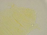 Pseudechiniscus ramazzottii image