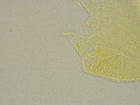 Pseudechiniscus ramazzottii image