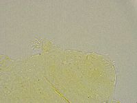 Pseudechiniscus ramazzottii image