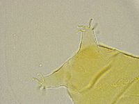 Pseudechiniscus ramazzottii image