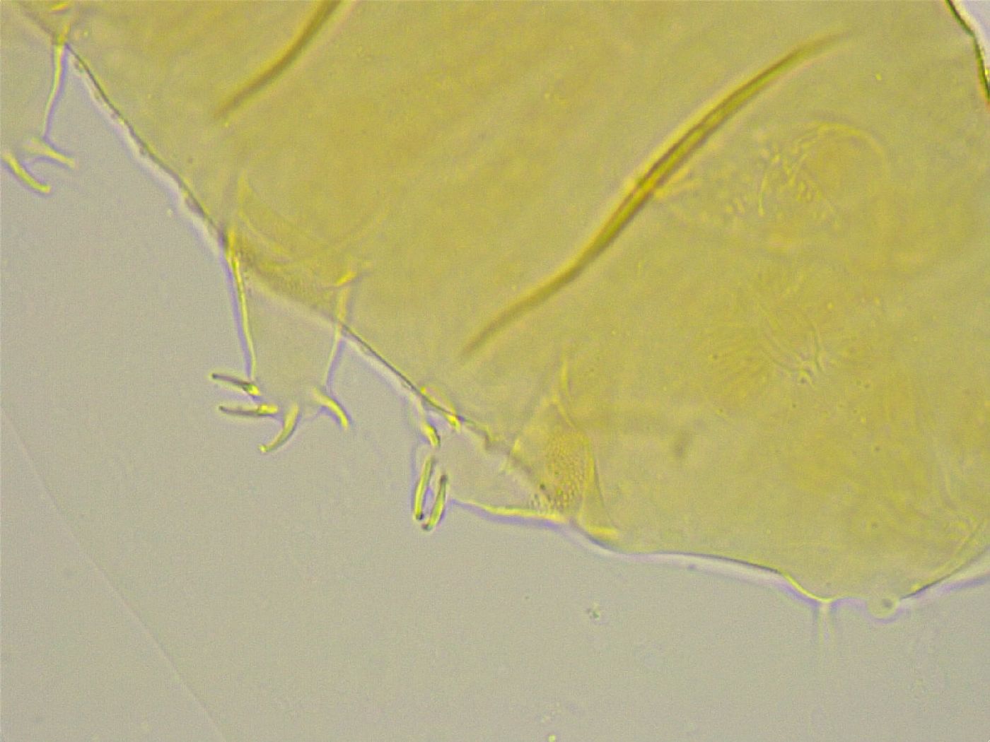 Pseudechiniscus ramazzottii image