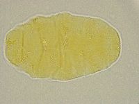 Pseudechiniscus ramazzottii image