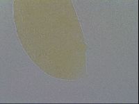 Pseudechiniscus ramazzottii facettalis image