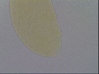 Pseudechiniscus ramazzottii image