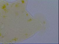Acanthechiniscus victor image