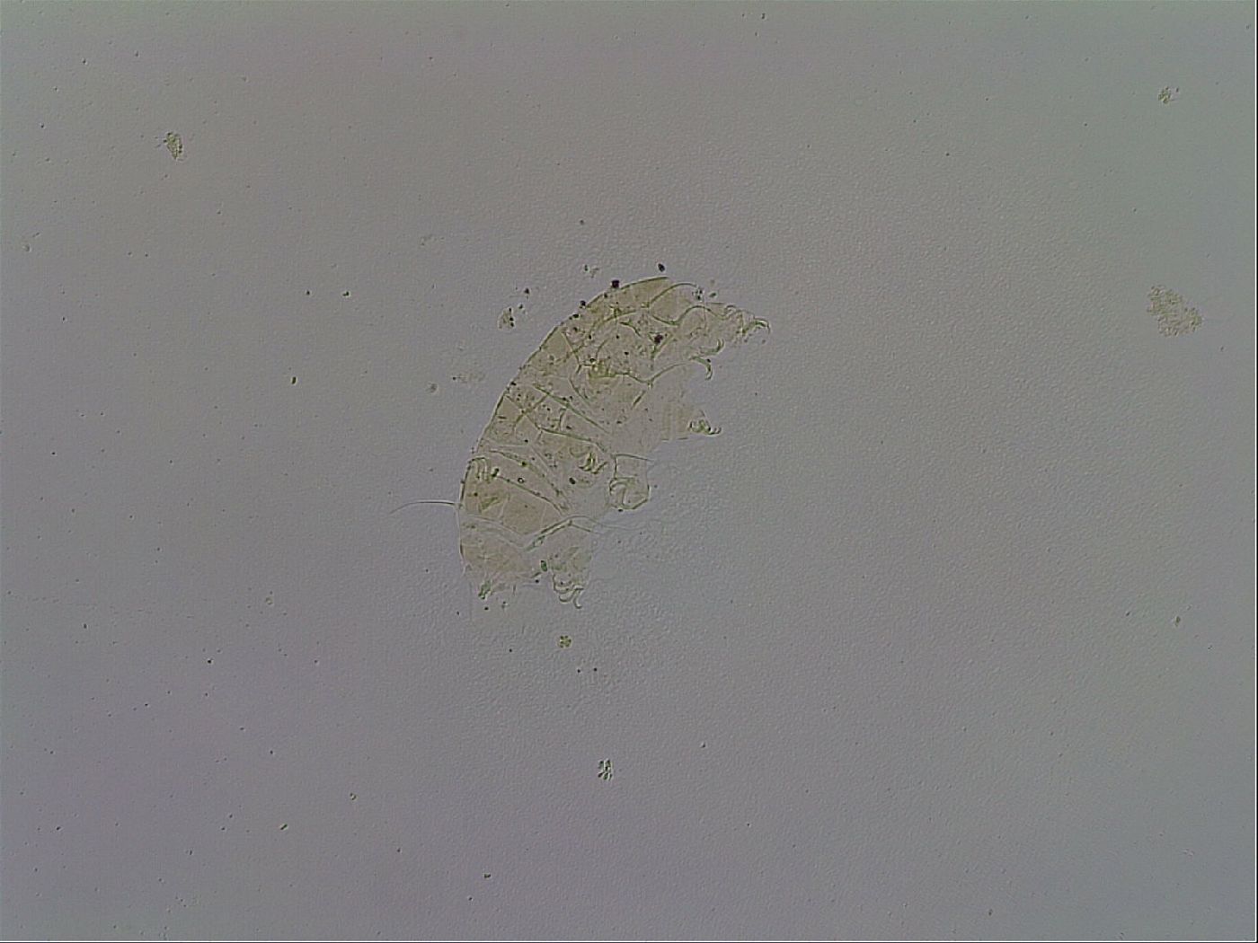 Acanthechiniscus victor image