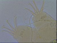 Acanthechiniscus victor image