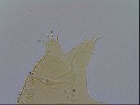 Acanthechiniscus victor image