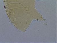 Acanthechiniscus victor image