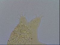 Acanthechiniscus victor image