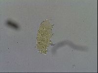 Acanthechiniscus victor image