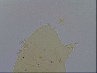 Acanthechiniscus victor image
