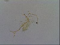 Acanthechiniscus victor image