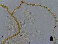 Acanthechiniscus victor image