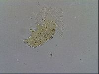 Acanthechiniscus victor image