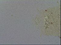 Acanthechiniscus victor image