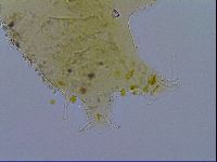 Acanthechiniscus victor image