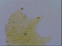 Acanthechiniscus victor image