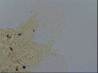 Acanthechiniscus victor image