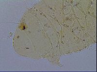 Acanthechiniscus victor image