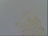 Acanthechiniscus victor image