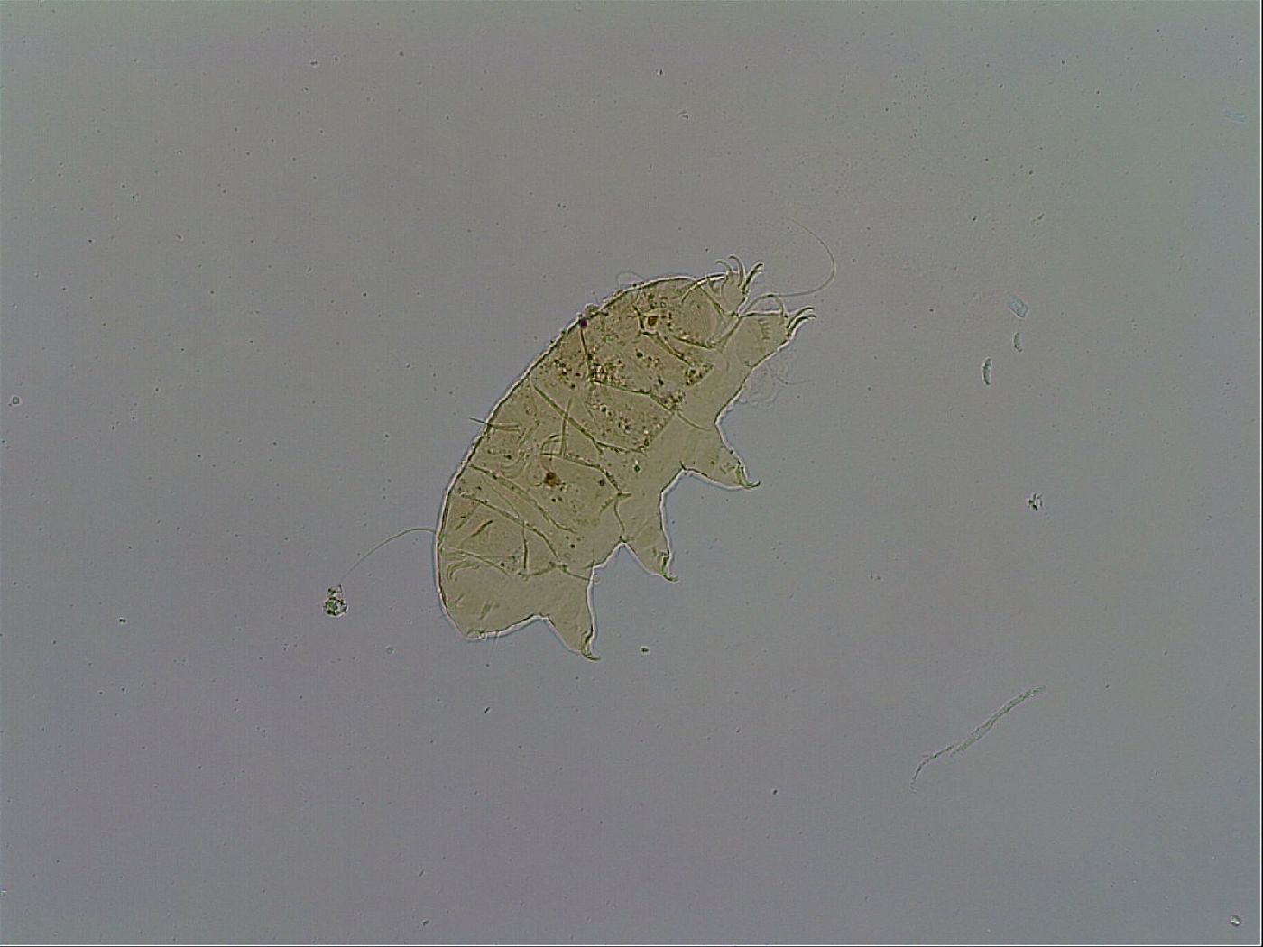 Acanthechiniscus victor image