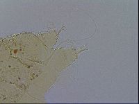 Acanthechiniscus victor image