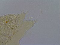 Acanthechiniscus victor image