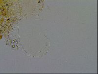 Acanthechiniscus victor image