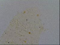 Acanthechiniscus victor image
