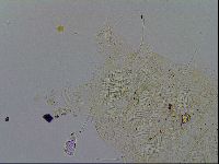 Acanthechiniscus victor image